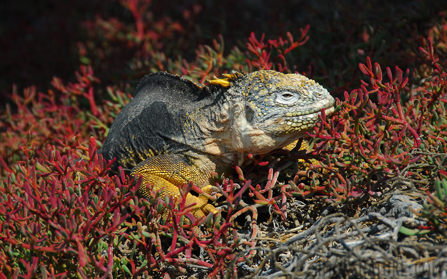 Conolophus pallidus [200 mm, 1/200 sec at f / 7.1, ISO 100]